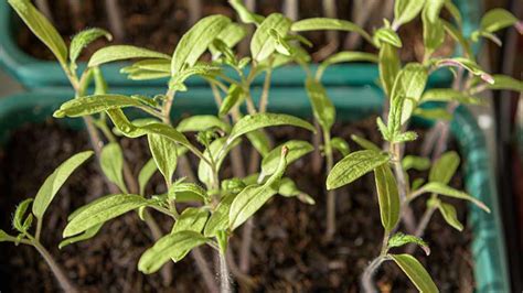 explorify|explorify plants.